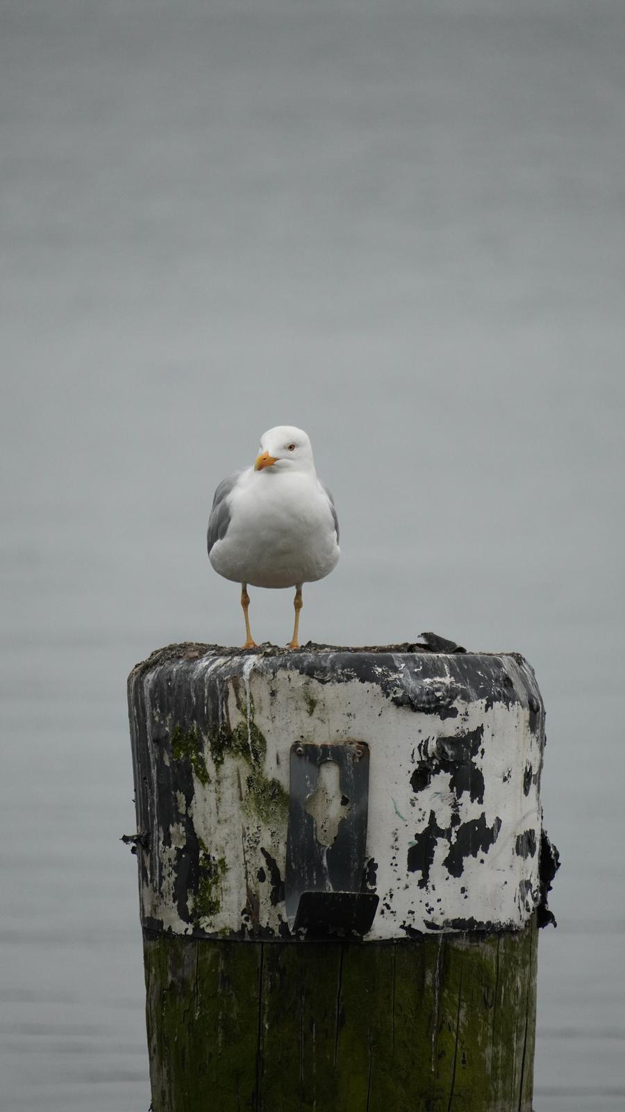 Möwe auf einem Dalben
